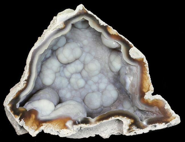 Agatized Fossil Coral (Blue Chalcedony) - Florida #56126